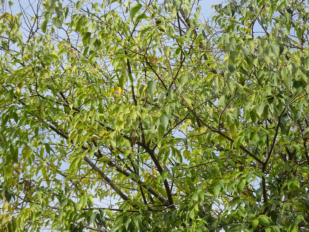 Celtis australis (Cannabaceae)